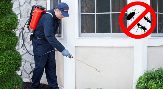 Yelki Hamam Böceği İlaçlama böcek ilaçlama ve haşere kontrolü — ilaclama-tr.com